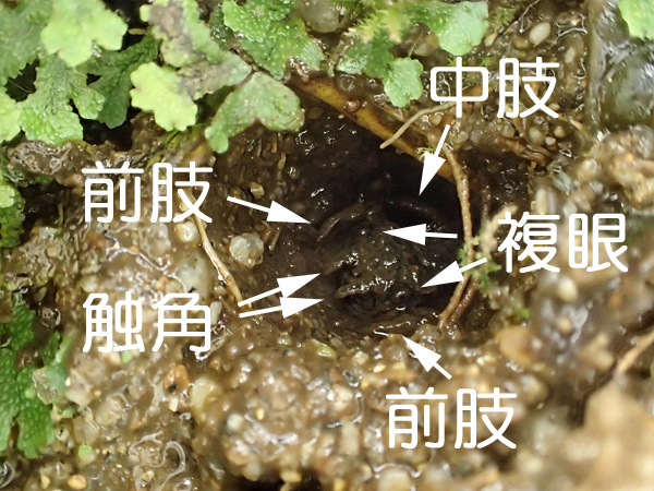 湿った崖の住人_e0167571_22552442.jpg