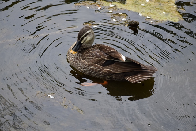 セゾン美術館前の里池　2015_f0342371_21395620.jpg