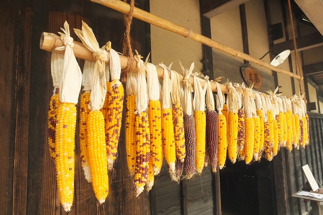 ポップコーン用とうもろこし 15 8 25 舞岡公園の自然２