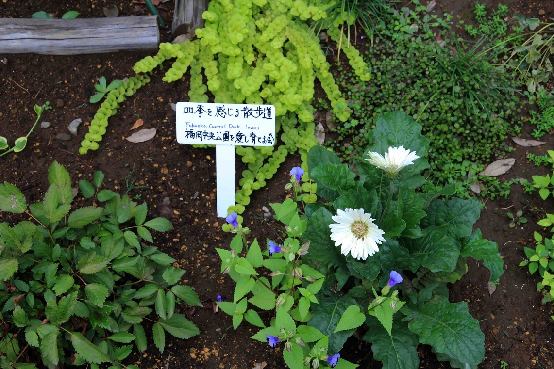あさがお ~福岡中央公園・四季を感じる散歩道~_a0107574_17471250.jpg