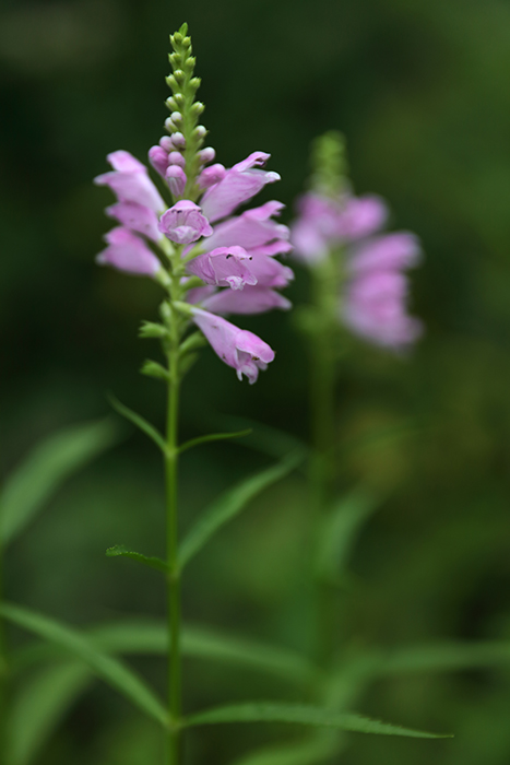 今日の花。_d0234484_1572364.jpg