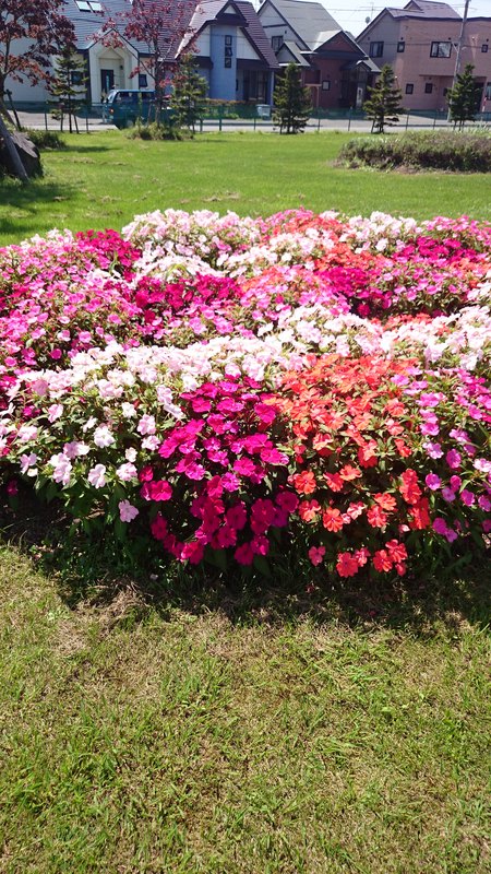 工場にお花_a0292194_131641.jpg