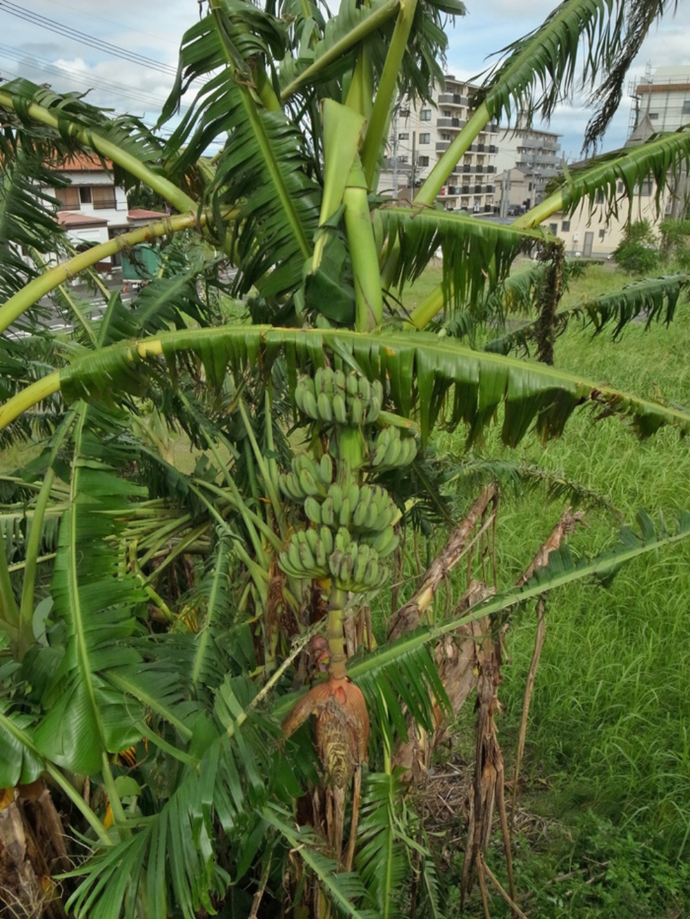 c0049299_22415719.jpg