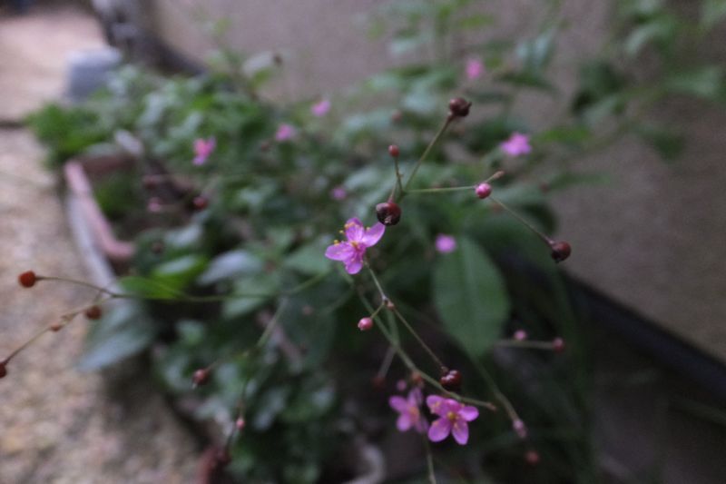 d0065113_6331610.jpg