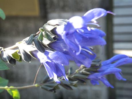 夏の名残りの花ばな_a0114314_7403183.jpg