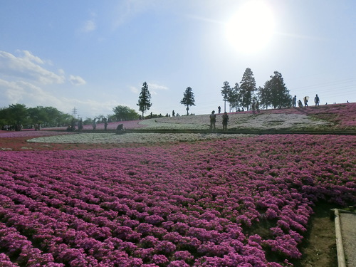 私のお気に入りの写真　　風景、花・・・他_d0149615_032202.jpg