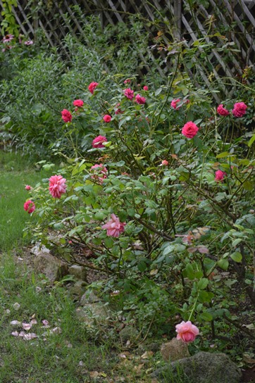d0096422_12155749.jpg
