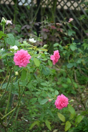 d0096422_12162921.jpg