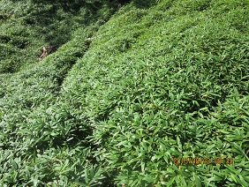 2015.8.22~23釈迦ヶ岳～楊枝の森（大峰奥駆け道）_a0048823_16275673.jpg