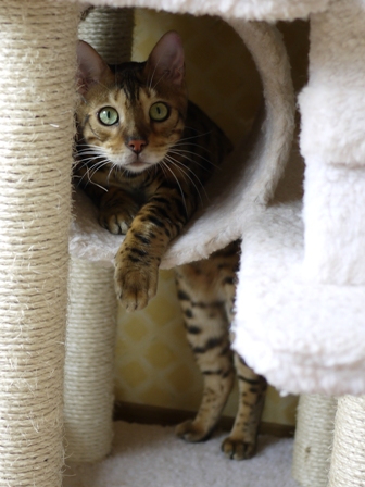 猫のお留守番 虎太朗くんあずきちゃんももちゃん編。_a0143140_2251231.jpg