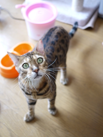 猫のお留守番 虎太朗くんあずきちゃんももちゃん編。_a0143140_22513842.jpg