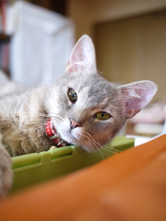猫のお留守番 虎太朗くんあずきちゃんももちゃん編。_a0143140_22532824.jpg