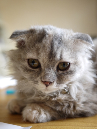 猫のお留守番 虎太朗くんあずきちゃんももちゃん編。_a0143140_22543269.jpg