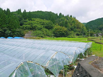 田舎暮らしの台風15号の爪痕と農業への熱い思い!_a0254656_19161717.jpg
