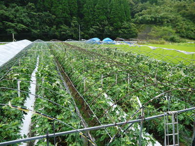 田舎暮らしの台風15号の爪痕と農業への熱い思い!_a0254656_1981237.jpg