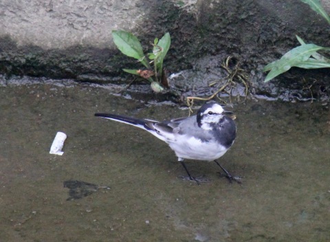 a0248459_16211013.jpg