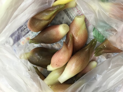朝採れ新鮮ミョウガ。_d0182179_16112750.jpg