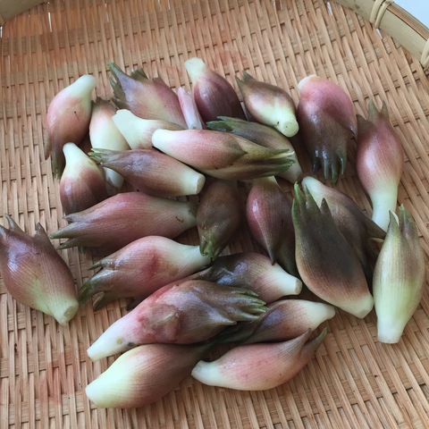 朝採れ新鮮ミョウガ。_d0182179_21292023.jpg