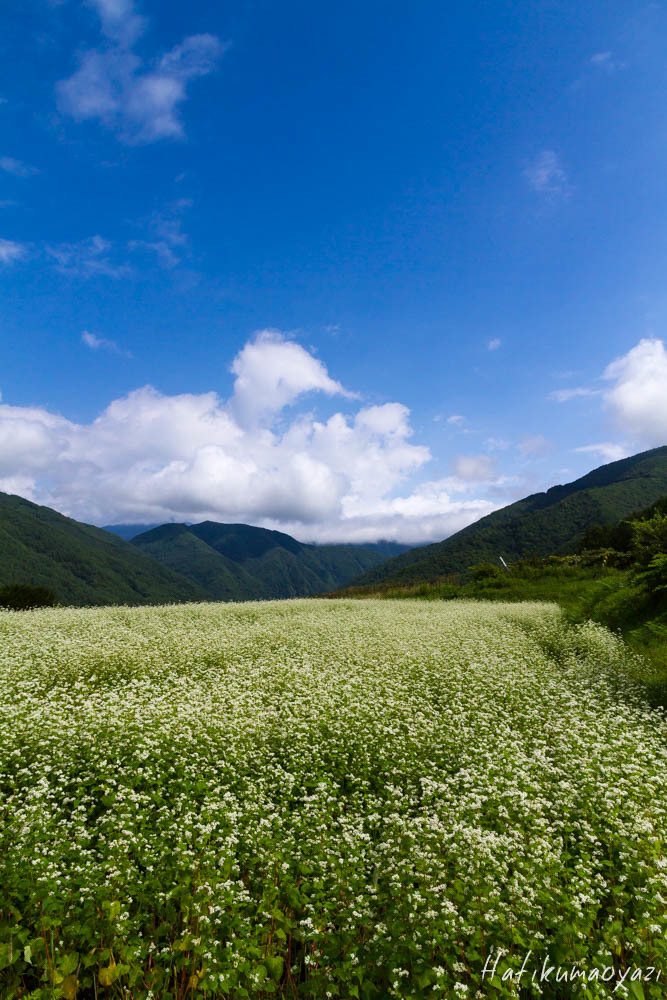 e0123889_21225701.jpg