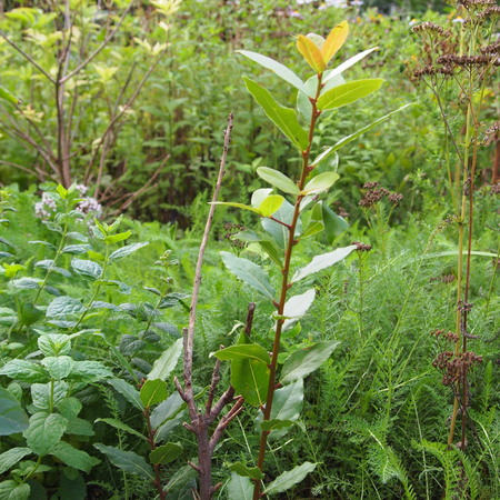 庭植えの月桂樹、生きてました_a0292194_15465027.jpg