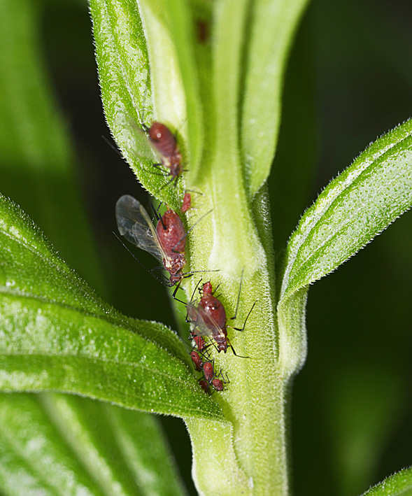 セイタカアワダチソウの虫たち 15 その1 自然観察大学ブログ