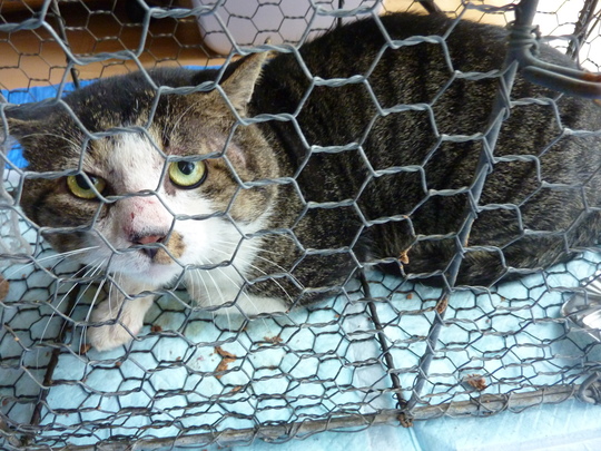 どら猫が入りました 青梅にゃんにゃん サークル Wish どら猫が入りました 青梅にゃんにゃん サークル Wish