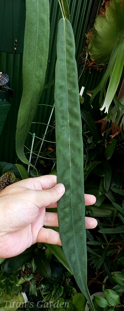 アンスリウム・ウェンドリンゲリ (Anthurium wendlingeri)