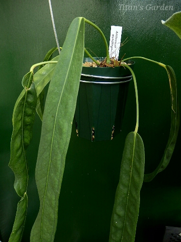 アンスリウム ウェンドリンゲリ - 植物/観葉植物