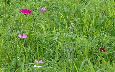 b0055215_2155921.jpg