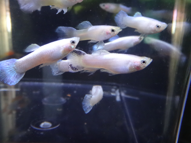 150827　熱帯魚・金魚・水草・観葉植物_f0189122_1304144.jpg