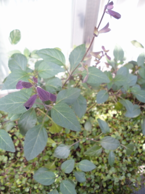 c0192740_13243944.jpg