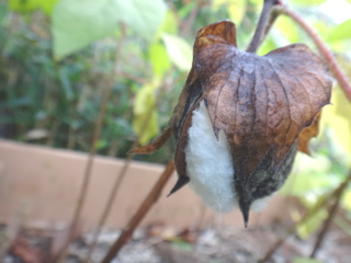10月5週 どんぐりのおたのしみ_e0256851_2365397.jpg