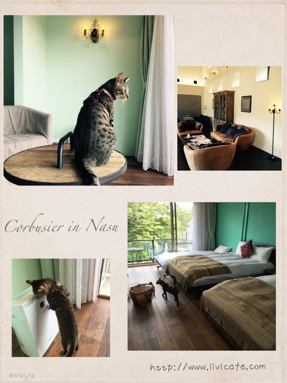 猫のコルくん 那須へ_e0040957_14315952.jpg