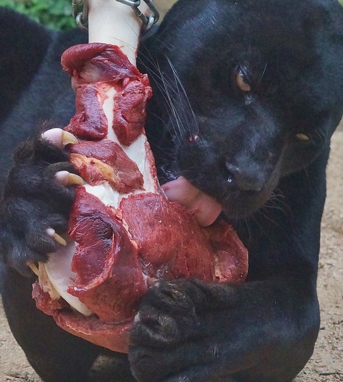 ～動物園で夕涼み　ジャガー編～　神戸市立王子動物園のトワイライトZOO_b0063958_22191442.jpg