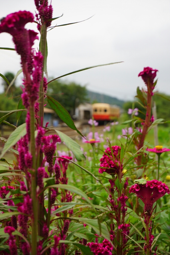 小湊鉄道、いすみ鉄道_b0192470_20531317.jpg