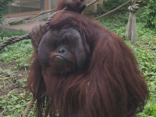 円山動物園_c0355778_95286.jpg