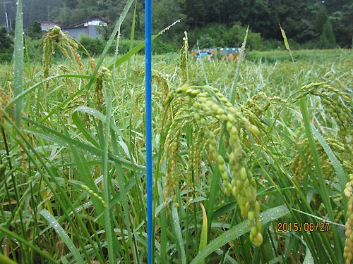 8月27日の田んぼ(月光原小・西根小)_d0247484_16273780.jpg
