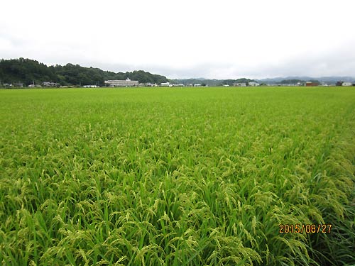 8月27日の田んぼ(緑ヶ丘小・北郷小)_d0247484_17192646.jpg