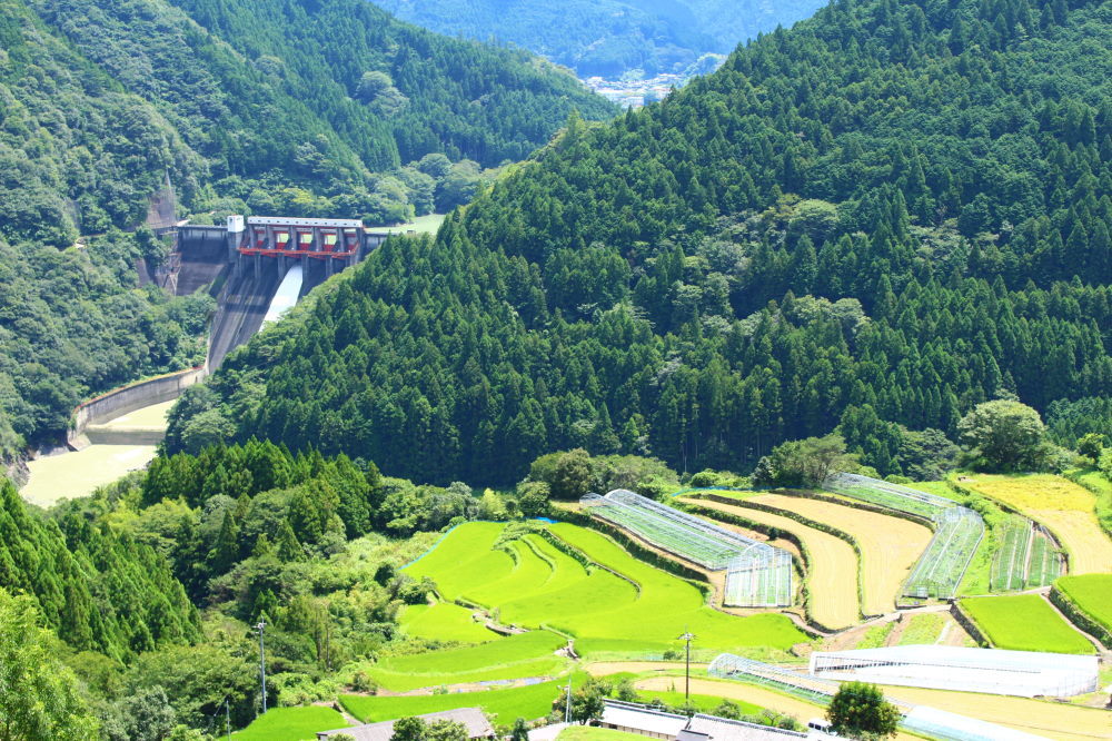 今日の　１枚　大栃より『田舎』_e0356384_21042058.jpg