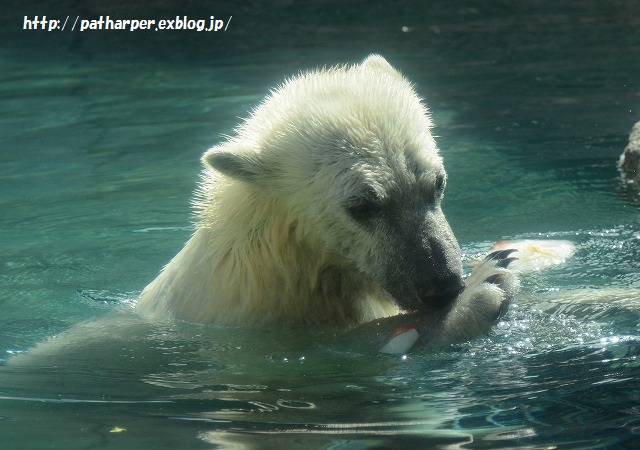 ２０１５年７月　ほぼ毎月とくしま動物園　その３　氷プレゼント_a0052986_7313098.jpg