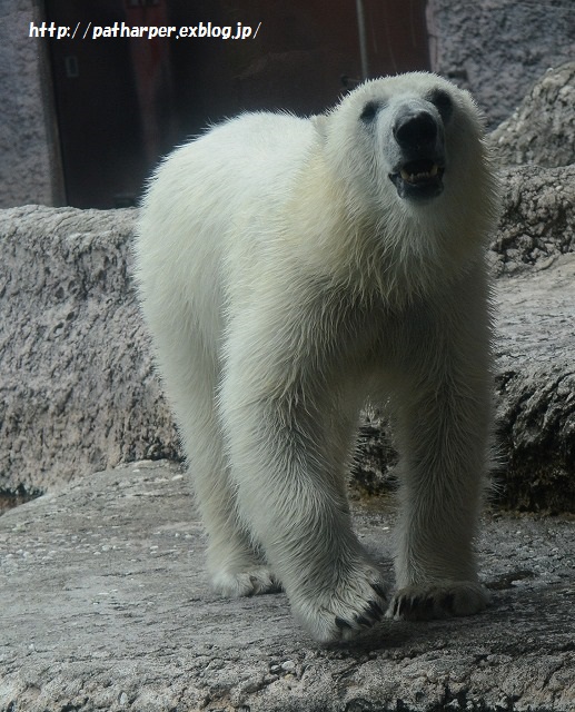 ２０１５年７月　ほぼ毎月とくしま動物園　その３　氷プレゼント_a0052986_785737.jpg