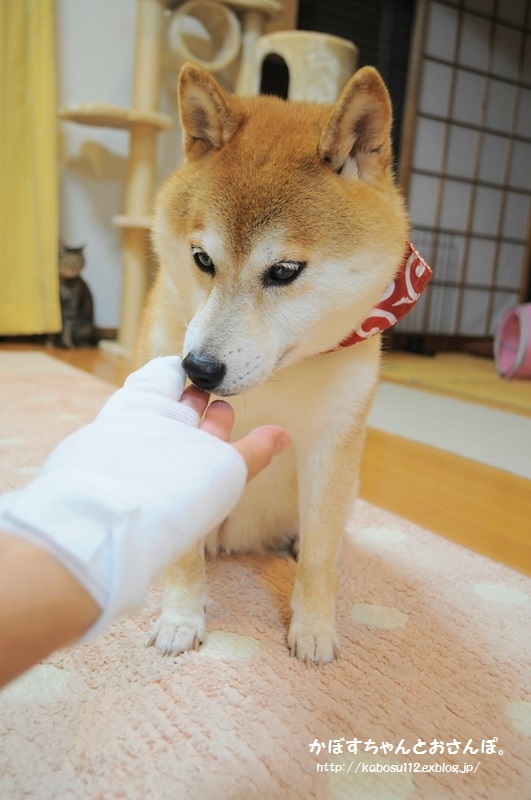 かぎしっぽ_a0126590_23071481.jpg