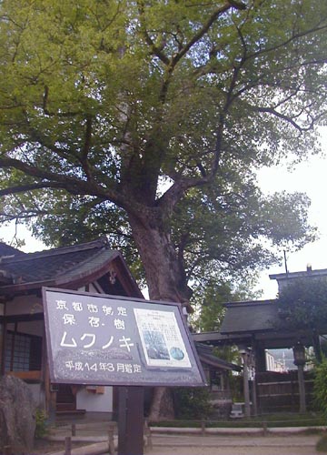 ●神社の造形―齋宮神社_d0053294_21353527.jpg