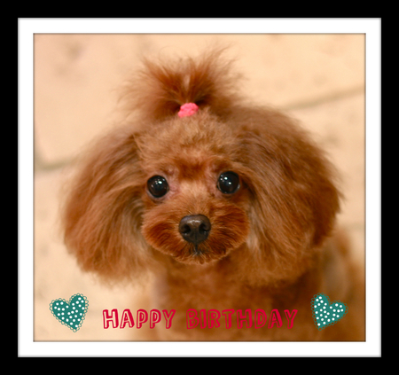 Happy Birthday♡こころちゃん_d0060413_1982296.jpg