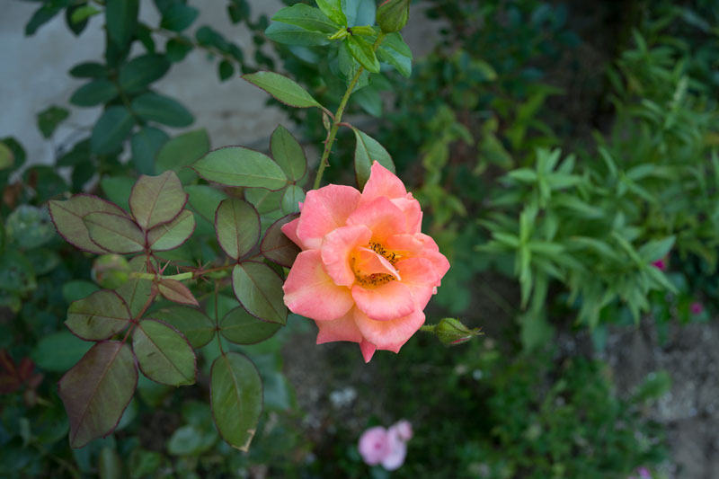 a0278914_12323352.jpg