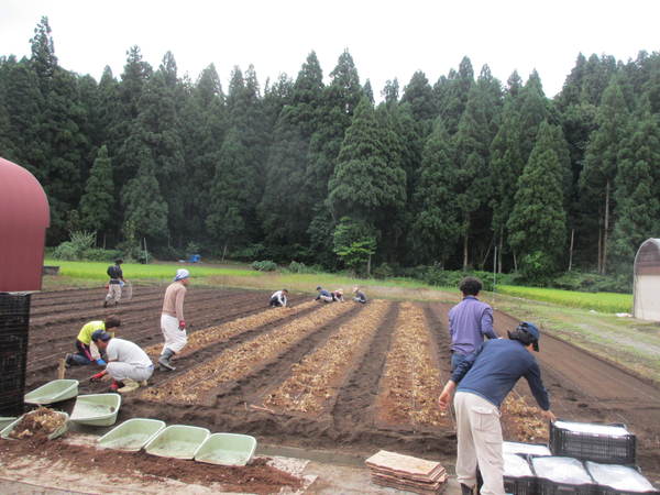 今季球根植込み最終~_f0067514_656542.jpg