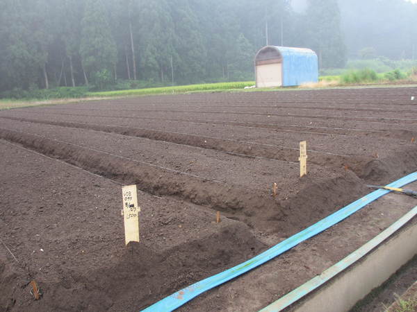 今季球根植込み最終~_f0067514_6575390.jpg
