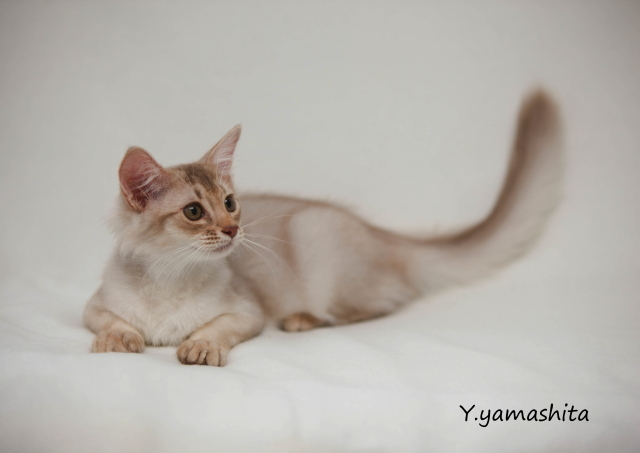 ライラックシルバーのソマリ Ryonouske S Animal Gallery ライラックシルバーのソマリ Ryonouske S Animal Gallery