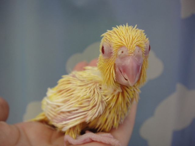 150828 インコ・ハムスター_f0189122_1719326.jpg