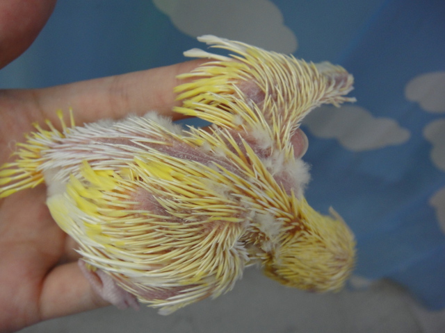 150828 インコ・ハムスター_f0189122_17194931.jpg